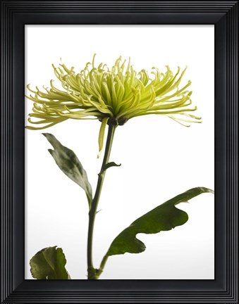 Framed Green Chrysanthemum 2 Print