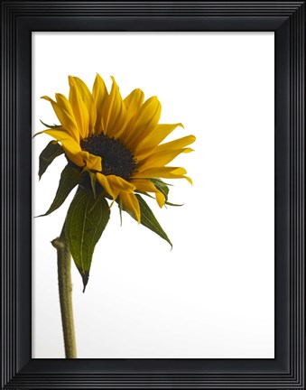 Framed Sunflower 1 Print