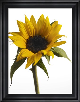 Framed Sunflower 2 Print