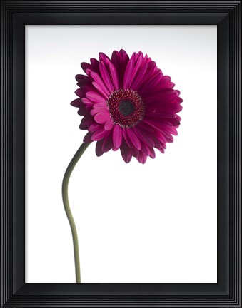 Framed Pink Gerbera 1 Print