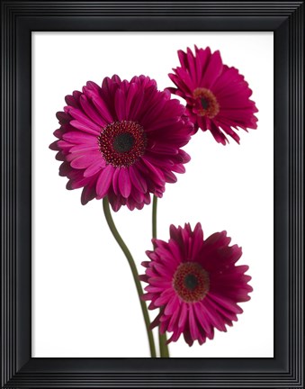 Framed Pink Gerbera 2 Print