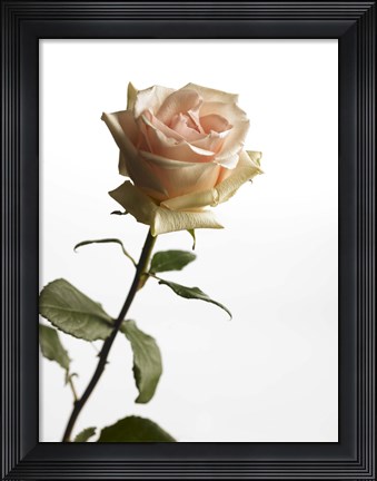 Framed Rose Print