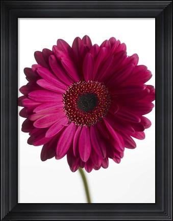 Framed Pink Gerbera 3 Print