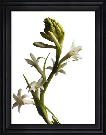 Framed White Flower 1 Print