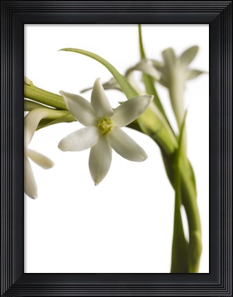 Framed White Flower 2 Print