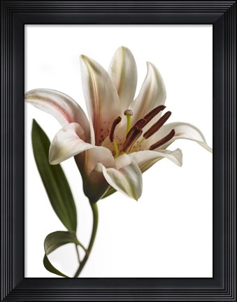 Framed Lily 1 Print