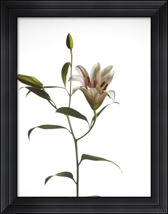 Framed Lily 2 Print