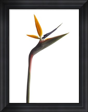 Framed Bird of Paradise Print