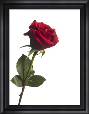Framed Red Rose 1 Print