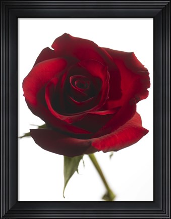 Framed Red Rose 2 Print