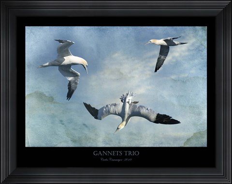 Framed Gannets Trio Print