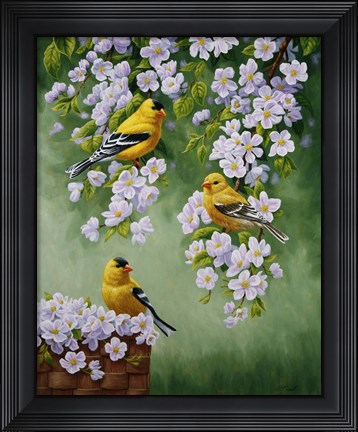 Framed Goldfinch Blossoms Print