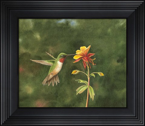 Framed Sweet Columbine Print