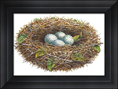 Framed Cardinal Nest Print