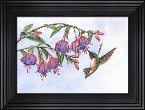 Framed Fushia&#39;s Delight Print