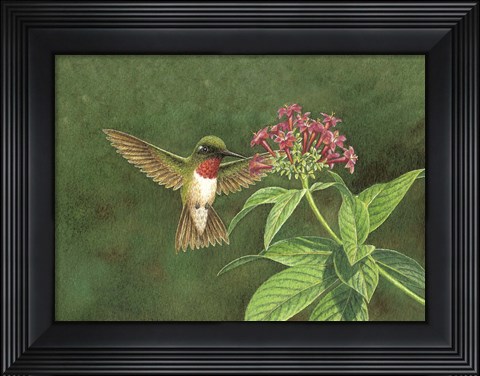 Framed Pentas for Hummer Print
