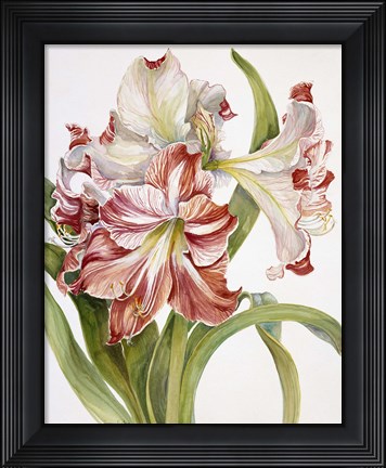 Framed Red And White Amaryllis Print