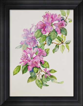 Framed Pink Azaleas Print