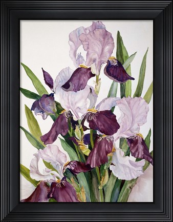 Framed Pink &amp; Maroon Iris Print