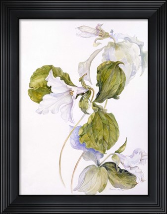 Framed White Trillium Print
