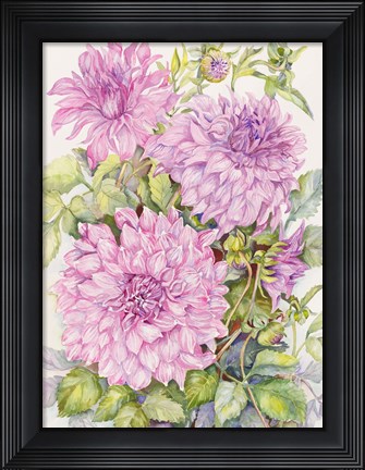 Framed Lavender Dahlias Print