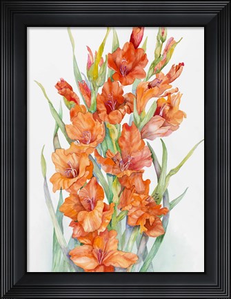 Framed Hot Orange Gladiolus Print