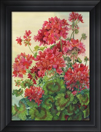 Framed Geraniums Print