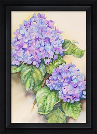 Framed Hydrangea Stem Print