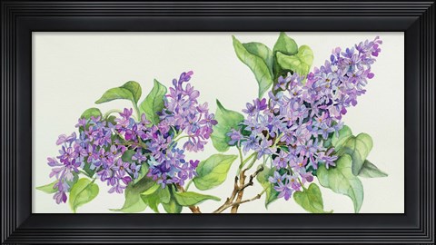 Framed Lilac Sprigs Print