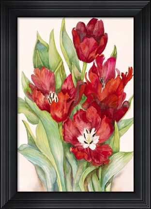 Framed Tulips Opening Up Print