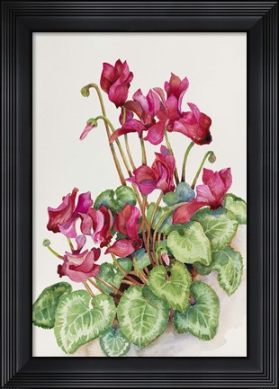 Framed Red Cyclamen Print