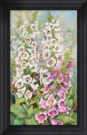 Framed Foxglove Spears Print