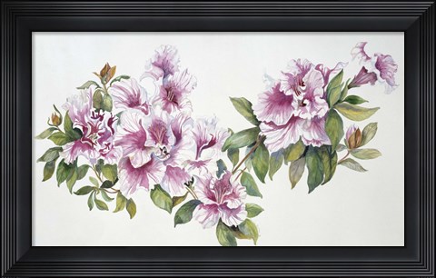 Framed Pink Azaleas Print