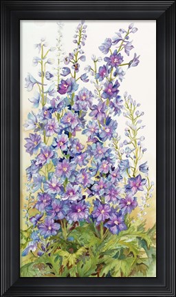 Framed Delphinium Cluster Print