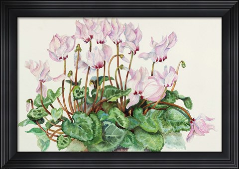 Framed Pink Cyclamen Print