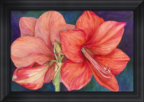 Framed Amaryllis Blooms Print