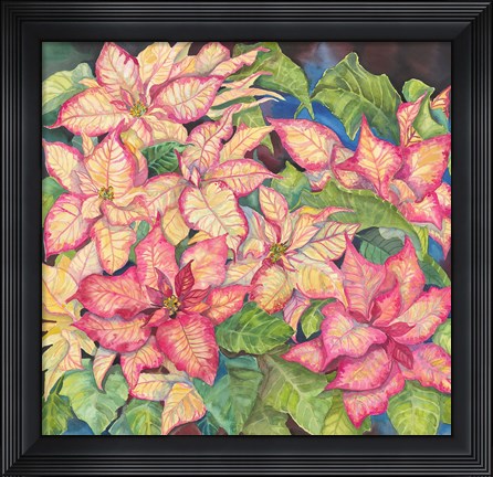 Framed Pink Variegated Poinsettia Print