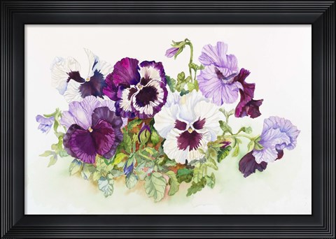Framed White and Purple Pansies II Print