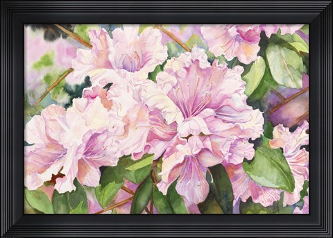 Framed Sun Lit Azalea Print