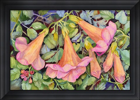 Framed Trumpet Vine Print