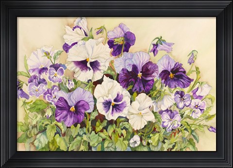 Framed White and Purple Pansies Print