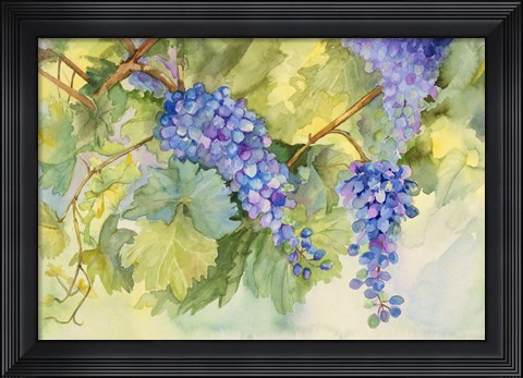 Framed Grape Vineyard Print