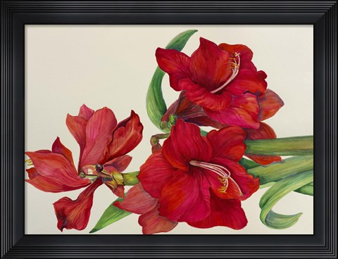 Framed Amaryllis Standing Tall Print