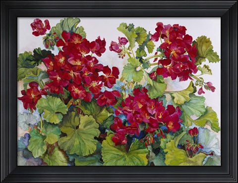 Framed Deep Red Geraniums Print