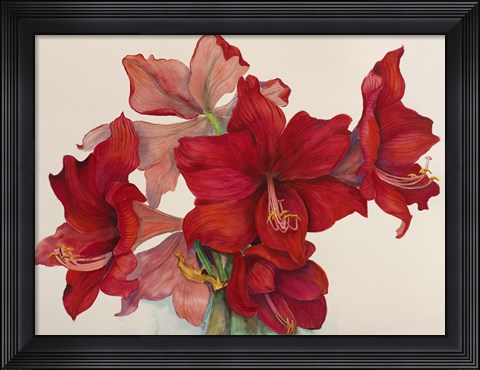 Framed Holiday Amaryllis Print