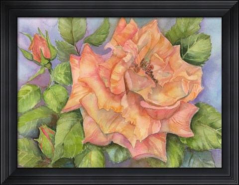 Framed Peach Blush Rose Print