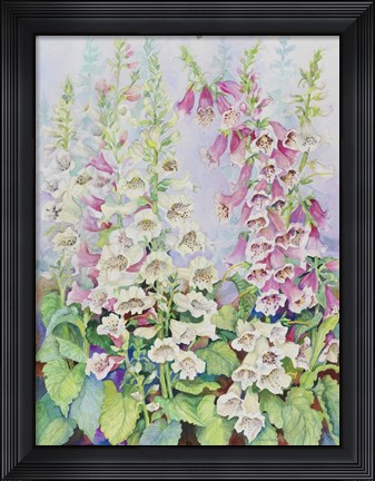 Framed Summer Foxglove Print
