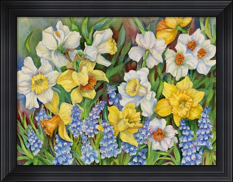 Framed Daffodils And Grape Hyacinths Print