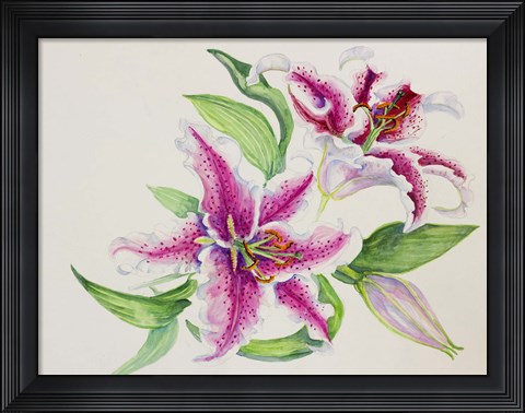 Framed Study Of Lilies Print
