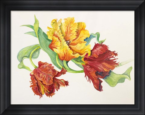 Framed Twining Tulips Print